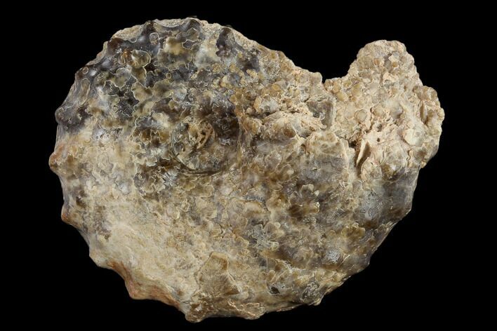 Fossil Ammonite (Mammites) - Goulmima, Morocco #119410